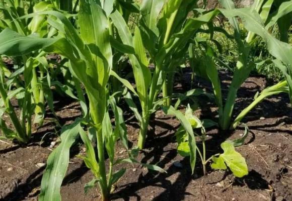 corn plants