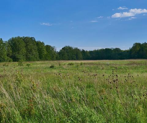 Field of grass