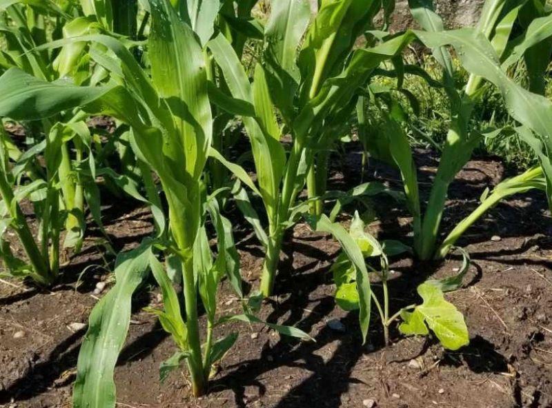 corn plants