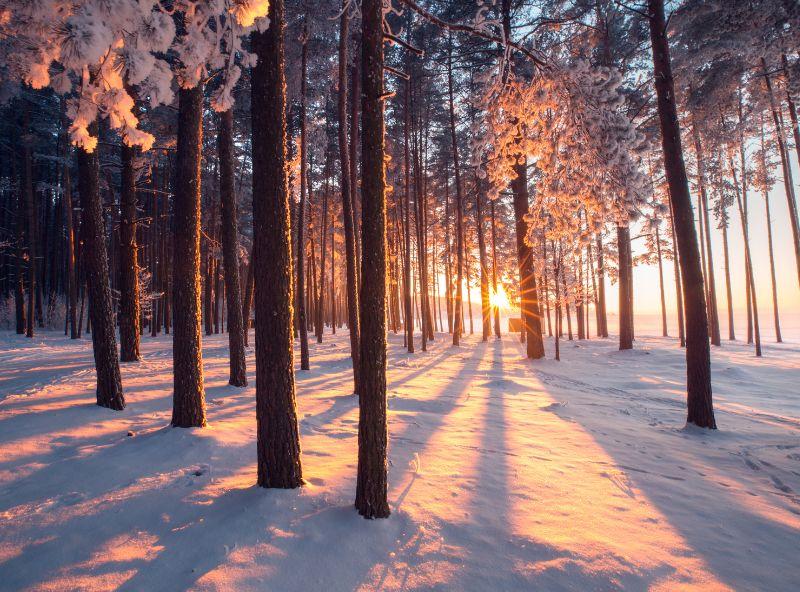 forest in winter with riding sun